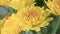 4K Time Lapse of yellow Chrysanthemum flowers