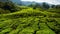 4K timelapse. Beautiful landscape at tea plantation.