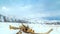 4K Timelapse. A dried tree lies in the snow during a blizzard in the mountains