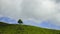 4K Timelapse of lonely tree at tea plantation Cameron Highland.