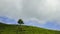 4K Timelapse of lonely tree at tea plantation Cameron Highland.