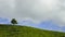 4K Timelapse of lonely tree at tea plantation Cameron Highland. Pan right effect