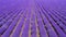 4K top view Lavender Field Purple Flowers Beautiful Agriculture.