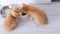 4k Top view two little red ginger striped kittens eating canned cat food for small kittens at home on grey floor.