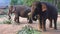 4K Two Asian elephants are eating bamboo in a camp of tropical forest