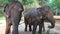 4K Two Asian elephants are eating bamboo in a camp of tropical forest