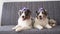 4k. Two cute Australian blue merle shepherd puppy dog ribbon. Happy birthday