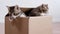 4k Two little kittens climb out of cardboard box. Curious playful funny striped kittens. Cats hiding in box