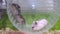 4k Two little playful Djungarian hamsters running in wheel in green cage. Domestic pets and rodents