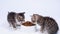 4k two little striped kittens run up to big bowl with food and start eating dry cat food for small kittens. Advertising