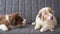 4k. Two small funny hungry Australian shepherd puppy red merle dog