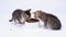 4k two striped kittens eating fresh dry cat food for small kittens. Advertising kitty food on white background