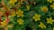 4K UHD horizontal panning footage, close-up of small spring yellow blossoming flowers over green leafs and grass