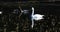 4K UltraHD Mute Swan, Cygnus olor, feeding in Marsh