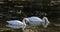 4K UltraHD Pair of Trumpeter Swan, Cygnus buccinator, feeding on pond