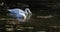 4K UltraHD Pair of Trumpeter Swan, Cygnus buccinator, feeding in wetlands