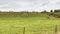 4K UltraHD A rural timelapse view of a field and a herd of cows