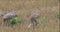 4K UltraHD Sandhill Crane, Grus canadensis, adult and two young