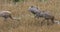 4K UltraHD Sandhill Crane, Grus canadensis, adult and two young feeding