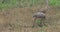 4K UltraHD Sandhill Crane, Grus canadensis, with juvenile