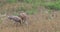 4K UltraHD Sandhill Crane, Grus canadensis, with young