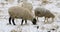 4K UltraHD Sheep in field in winter