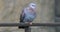 4K UltraHD Speckled Pigeon, Columba guinea