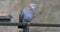 4K UltraHD Speckled Pigeon, Columba guinea perched