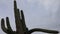 4K UltraHD Timelapse of a large Saguaro Cactus