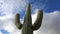 4K UltraHD Timelapse looking up at large Saguaro Cactus