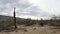4K UltraHD Timelapse of the Sonoran Desert and cactus skeleton