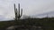 4K UltraHD Timelapse of the Sonoran Desert and large cactus