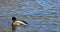 4K UltraHD View of splashing Male Mallard, Anas platyrhynchos