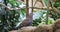 4K UltraHD Wary Speckled Pigeon, Columba guinea