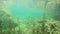4K. Underwater view of wild swimming trout fish. Bohinj Lake, Julian Alps, Triglav National Park, Slovenia