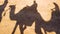 4K video 4 of silhouettes of of camels and camel riders through the Sahara desert. Camel caravan goes through the desert