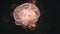 4k video of abstract human brain floating in space and some elements fly away.