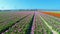4k video aerial cinematic footage over tulip fields farm in Netherlands