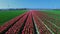 4k video aerial cinematic footage over tulip fields farm in Netherlands