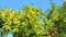 4k video, apple tree branches with a large harvest of small yellow apples in the wind. Fruit hanging on a tree. A garden