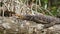 4k video of big varan lizard lying on tree branch at mangrove forest in wildlife