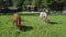 4K video capturing two cows grazing on lush green grass in slow motion.