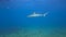 4k video of a Caribbean Reef Shark (Carcharhinus perezii) in Bimini