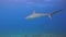 4k video of a Caribbean Reef Shark (Carcharhinus perezii) in Bimini