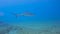 4k video of a Caribbean Reef Shark (Carcharhinus perezii) in Bimini