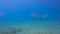 4k video of a Caribbean Reef Shark (Carcharhinus perezii) in Bimini