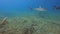 4k video of a Caribbean Reef Shark (Carcharhinus perezii) in Bimini