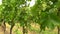 4K video clip of grape vines growing in a Rhine Valley vineyard, Germany, Europe