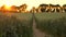 4K video clip of wheat or barley field at sunset or sunrise