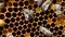 4k video of close up of the bees on honey comb in bee hive - bee colony.